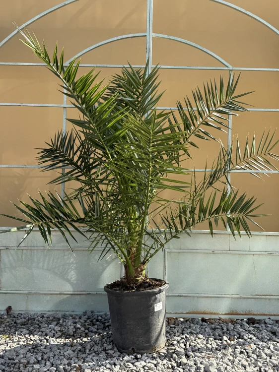 Phoenix canariensis - Datlovník kanárský výška s květináčem 110-130cm ( -6°C)