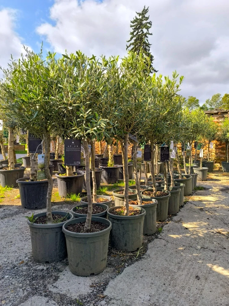 Olea Europaea - olivovník 140-160cm s deco květináčem