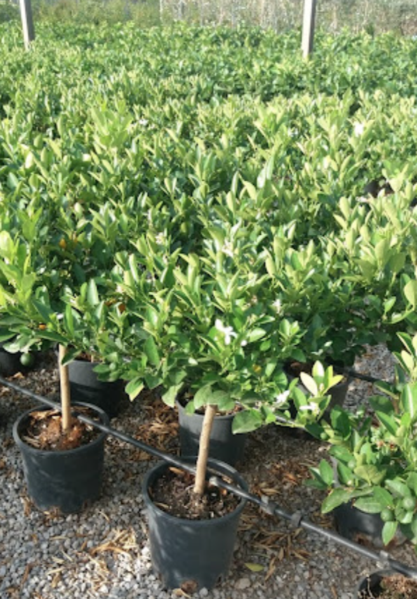 Calamondin výška rostliny s květ. 50-70cm, s plody