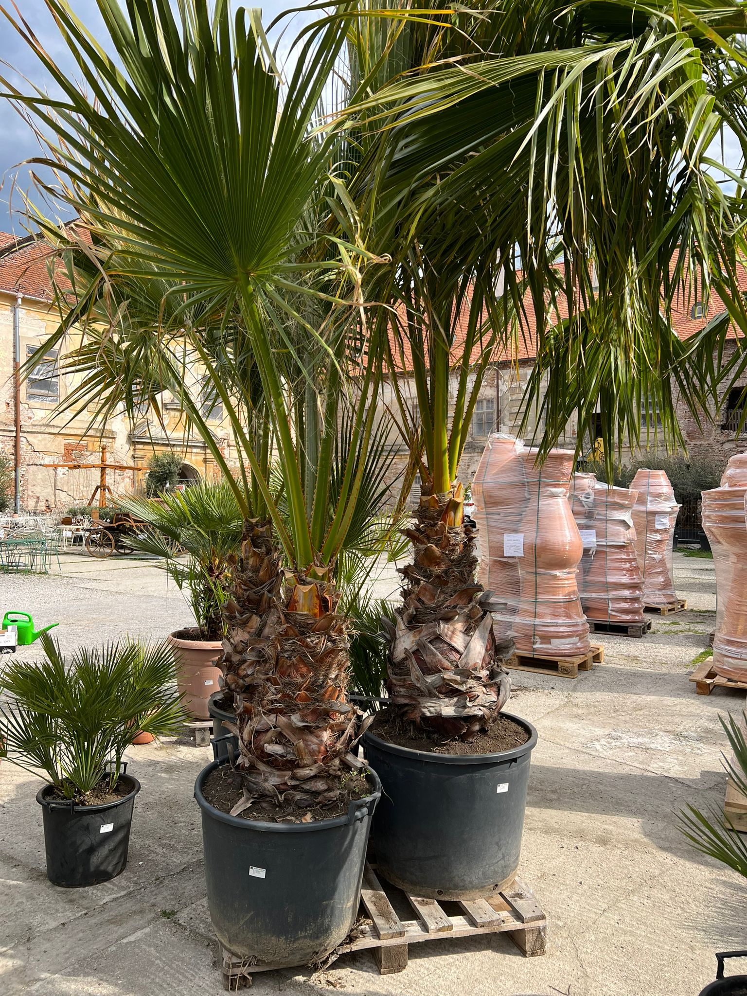 Washingtonia robusta 230-240cm ( -10°C)