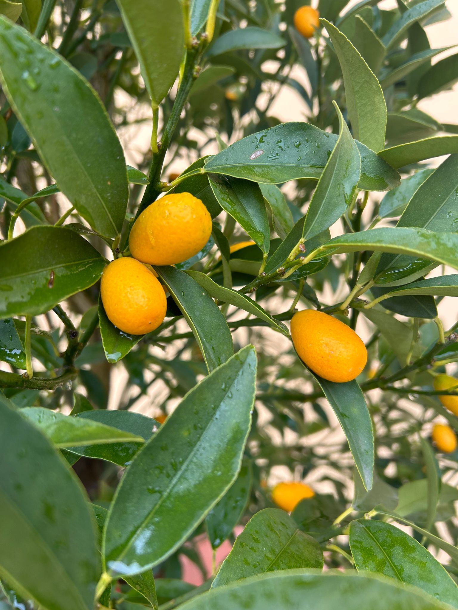 Kumquat 150cm i s květináčem