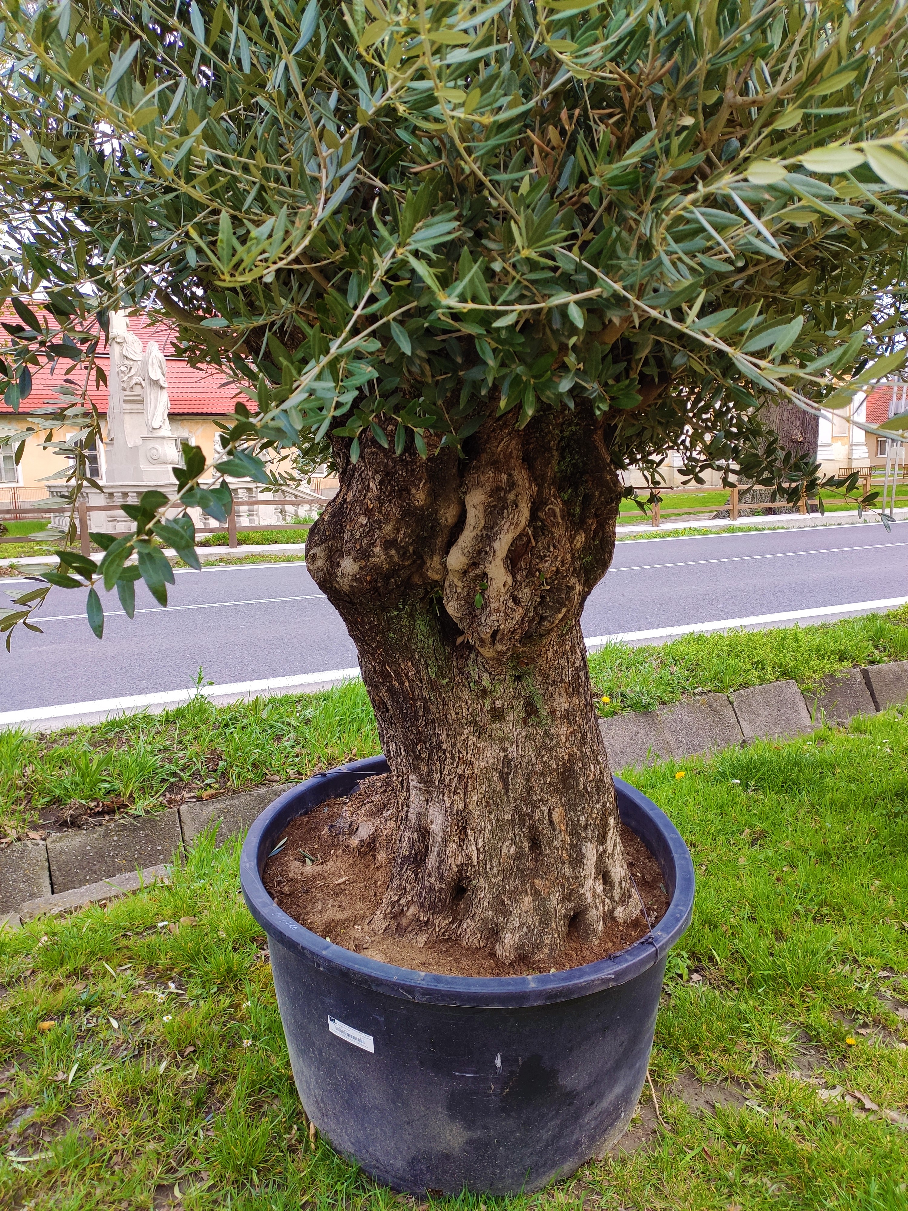 Olivovník Olea europaea Bonsai 220cm, 285L