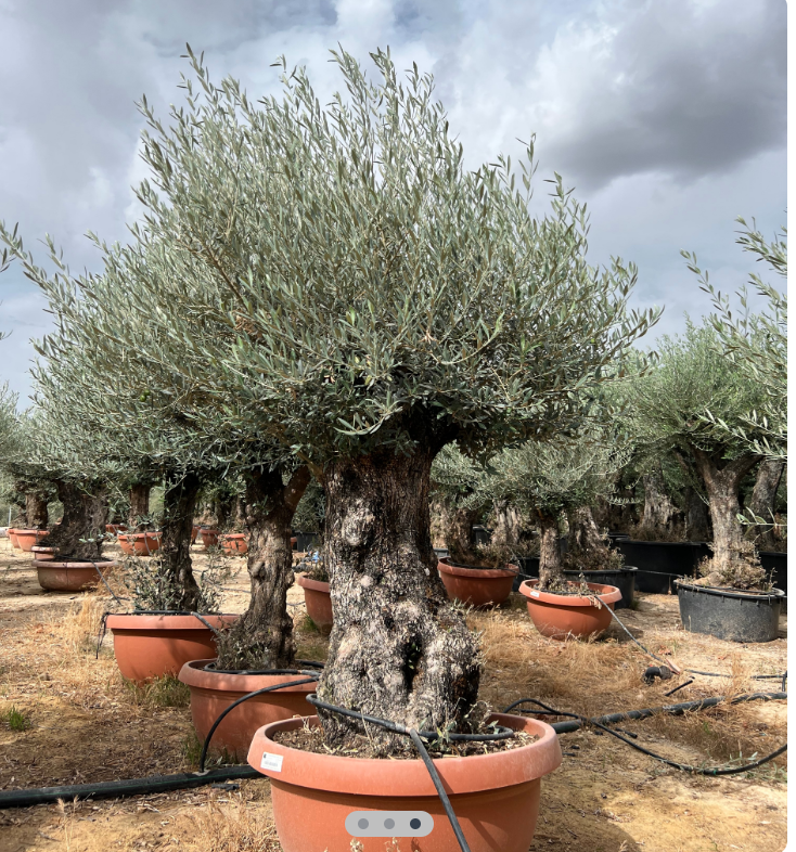 Olea europaea, výška s květináčem 220-240cm