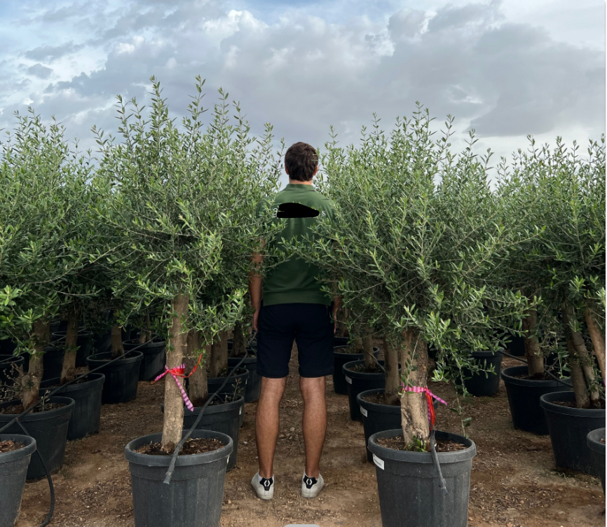 AKCE-SLEVA!  Olea europaea, hrubší kmen, výška s květ. 160-180 cm květináč objem 45L