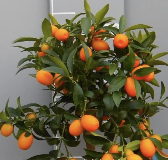 Kumquat - výška 140-150cm, šířka květináče 26cm