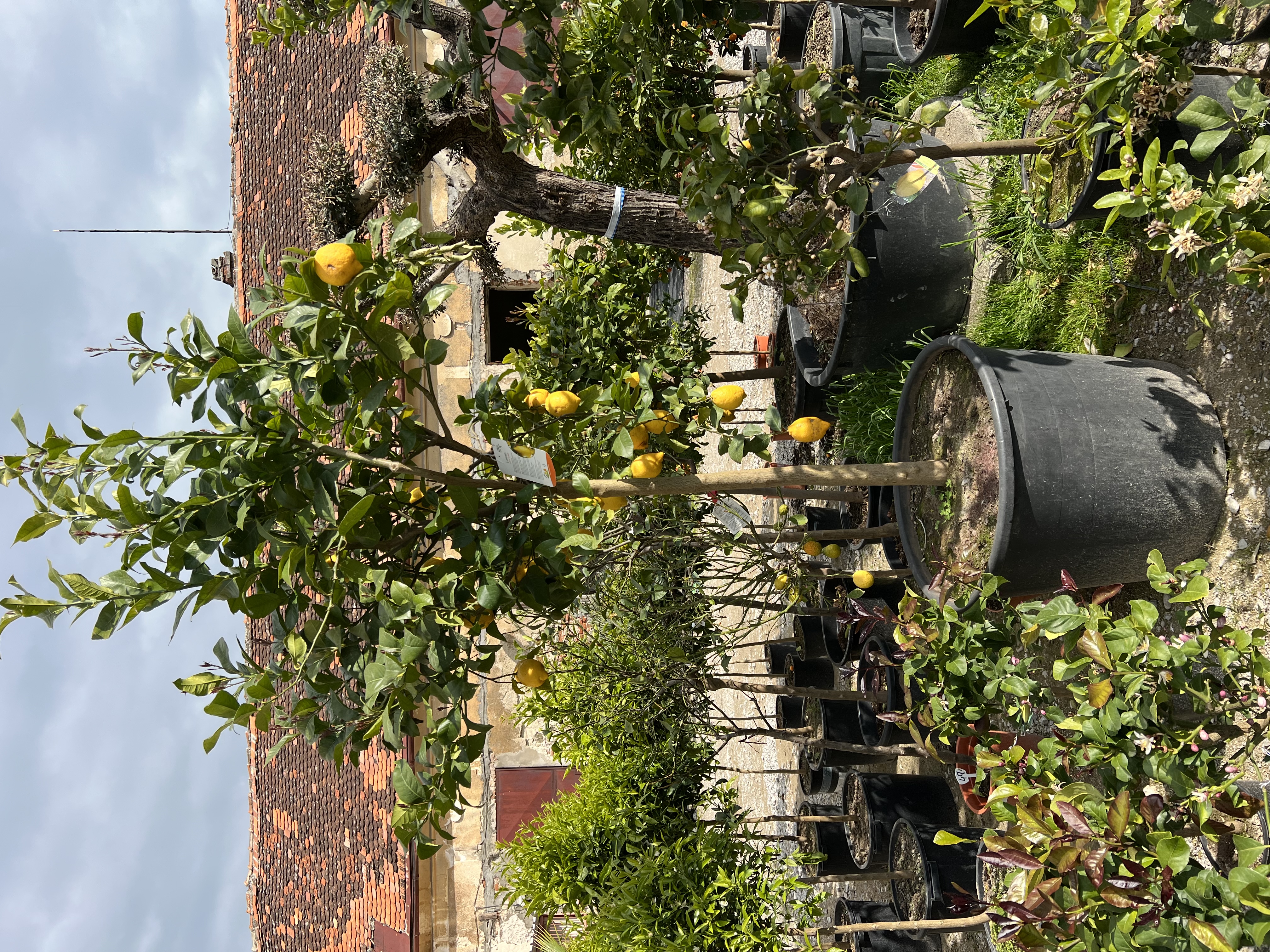 Citrus limone - citroník 170-190cm