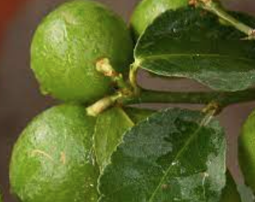 Karibská limetka Lime di Tahiti - výška 130-150cm