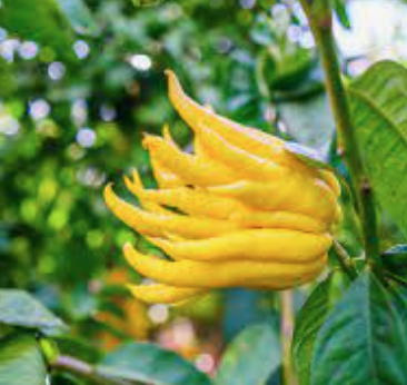 Citrus Budhova ruka - Mano di Budda - výška 60/80cm