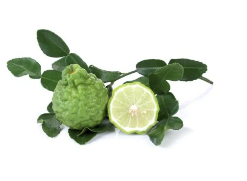 Citrus Combawa Hystrix 60-80cm