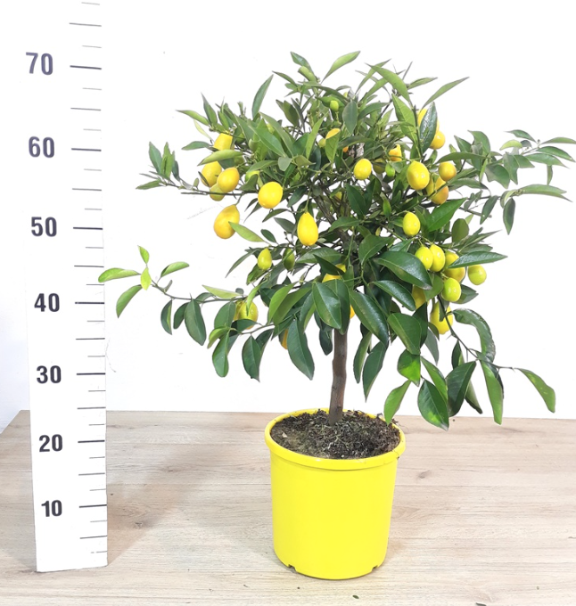 Limequat / Lemonkumquat 60-80cm
