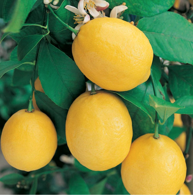 Citrus Meyer/Citrónovník Meyer s kvetmi bez plodov