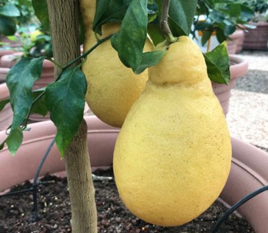 Citrus Limone Pera del Commendatore (hruškovitý plod) 55-70 cm