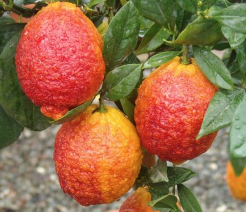 Citrus Limone Rosso (červený citrus) - výška 160-180 cm s kvetináčem