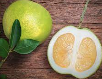 Citrus Pomelo - výška 60/80cm
