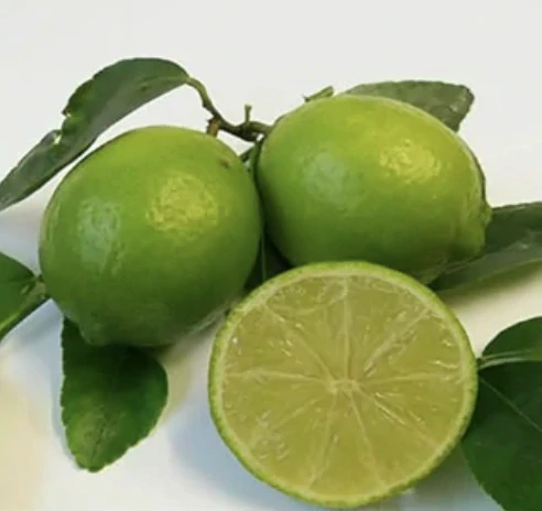 Limetka - Lime di Tahiti výška 120-140cm