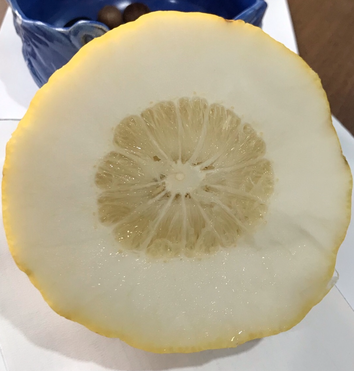 Citrus limone pane 140-160cm s kvetináčem
