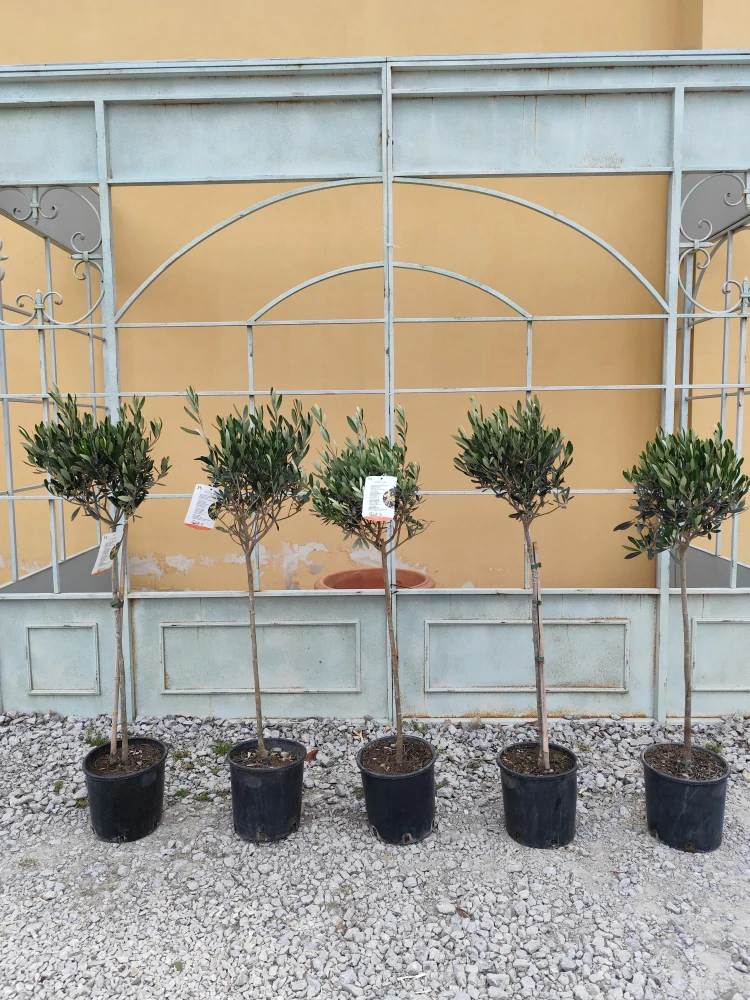 Olea Europaea - olivovník 110-120cm celková výška