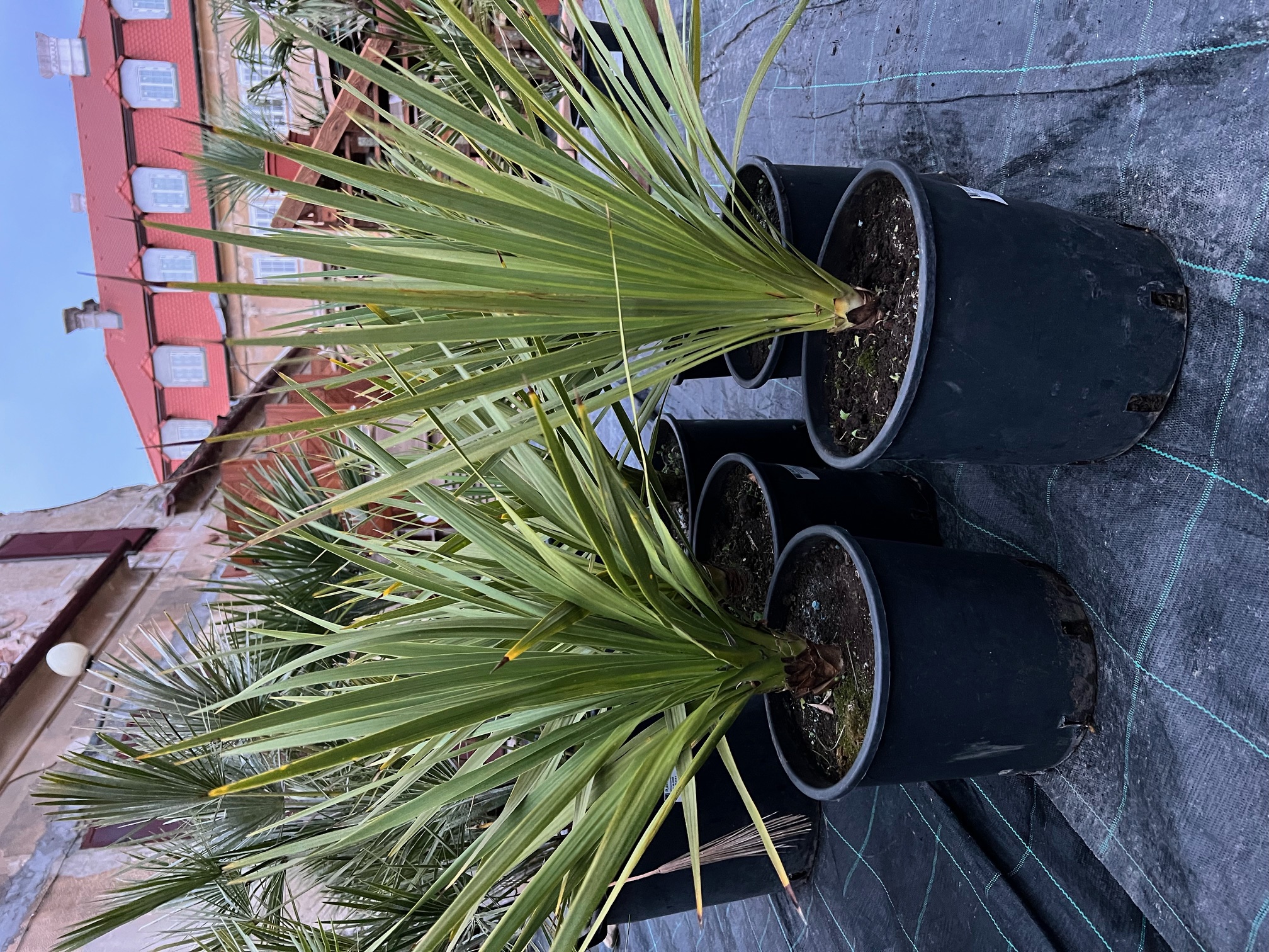 Dracaena indivisa - Cordyline indivisa zelená 50cm