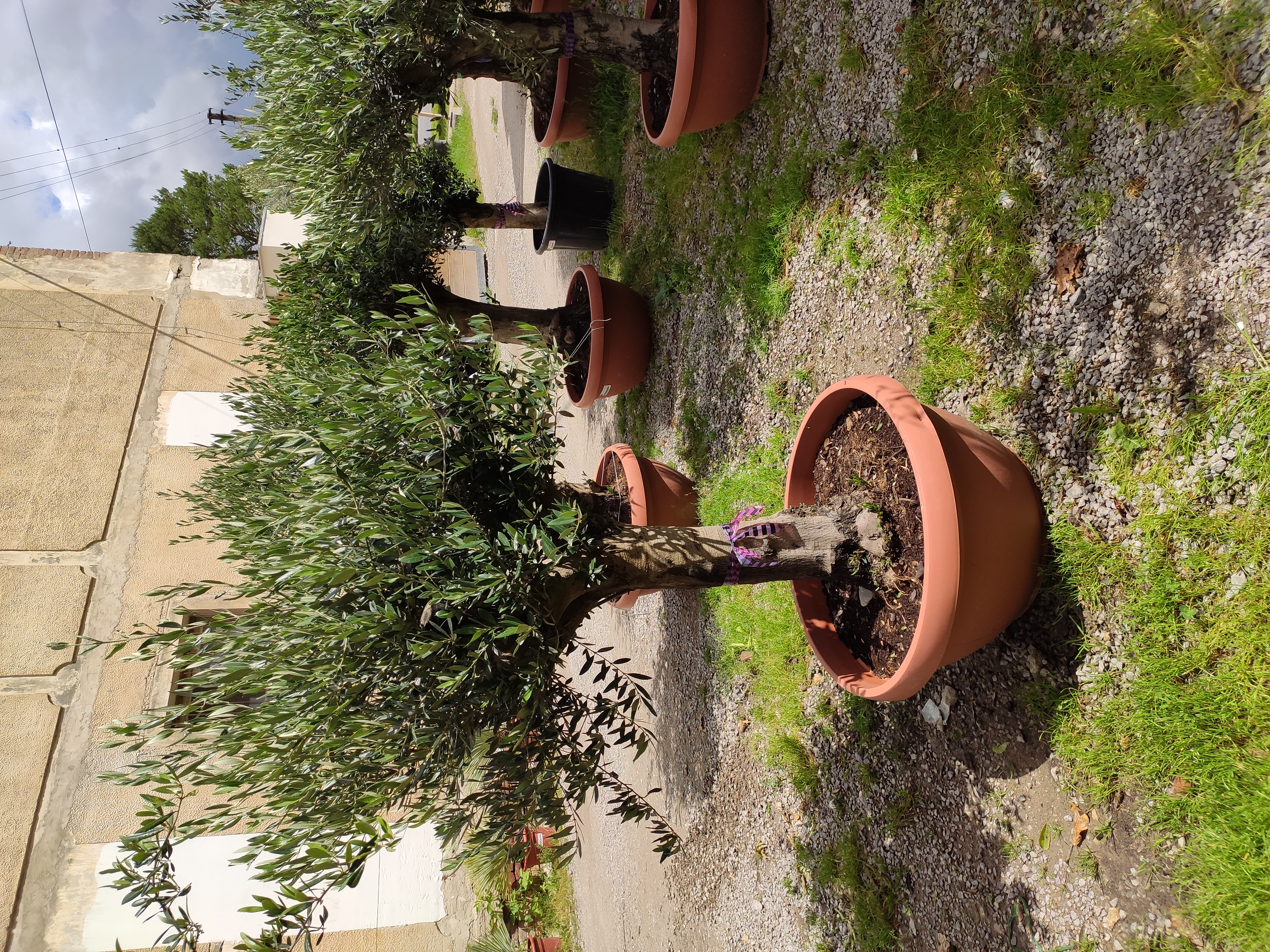 Olea europaea Bonsai deco, květináč - 90L