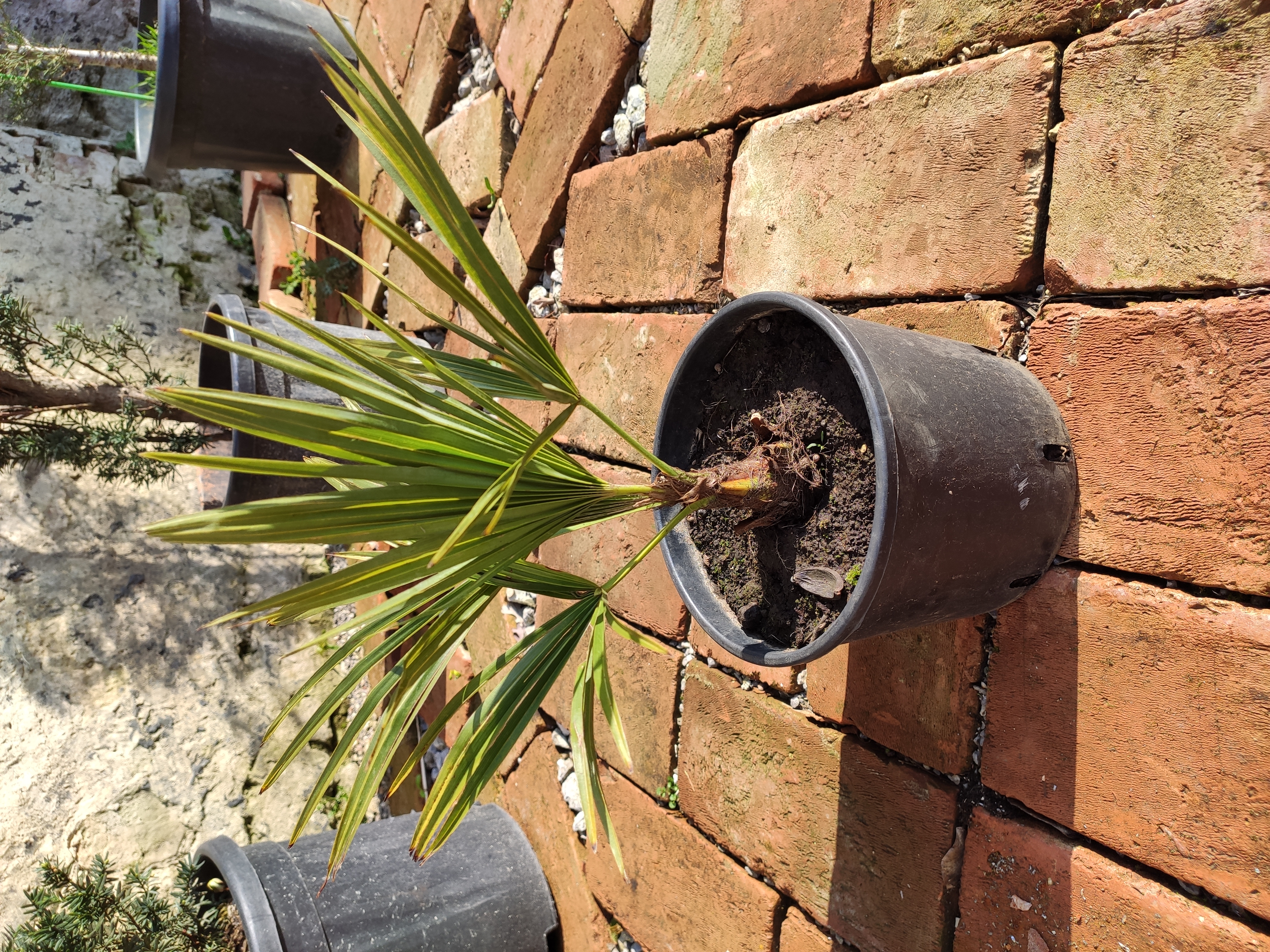 Trachycarpus fortunei, výška rostlinky 40-50cm