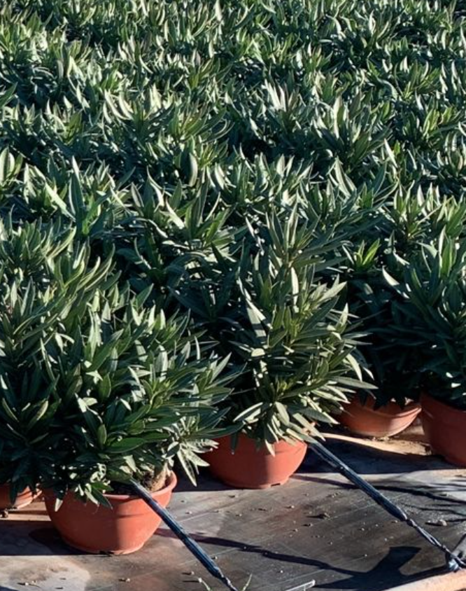 Nerium Oleander Multicolor - výška 100-120 CM s květináčem