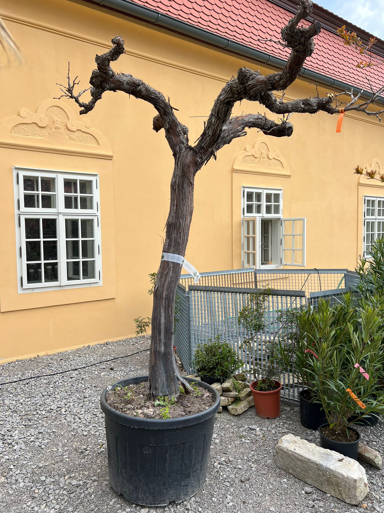Réva bílá - 250cm (Vitis vinifera)