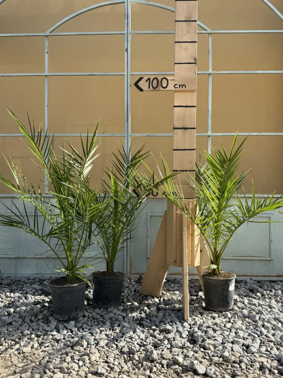 Datlovník - Phoenix canariensis, krásná rostlina s viditelným kmenem, výška s květináčem 60-70 cm (-6°C)