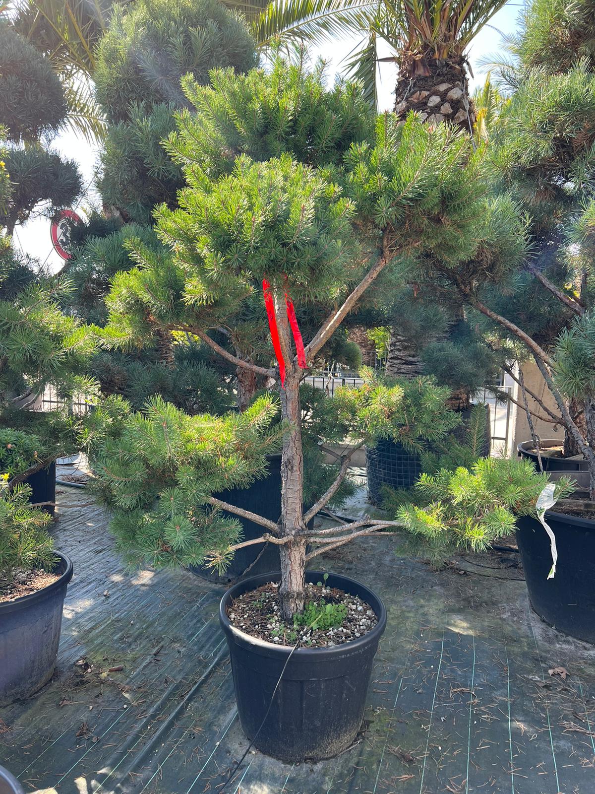 Borovice lesní bonsaj / Pinus Mugo Bonsai výška 300cm s květináčem
