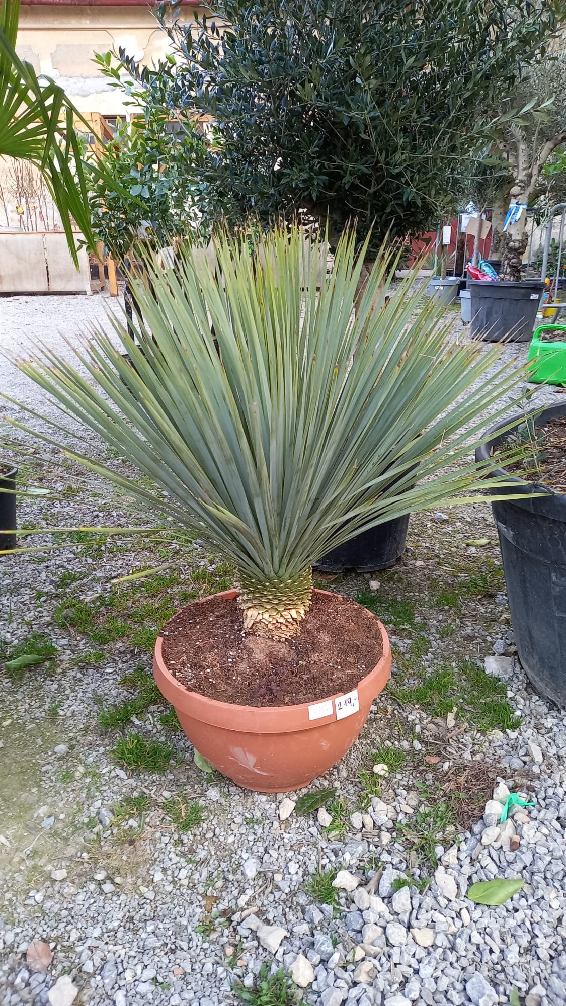 Yucca Rostrata v deco květináči -22°C
