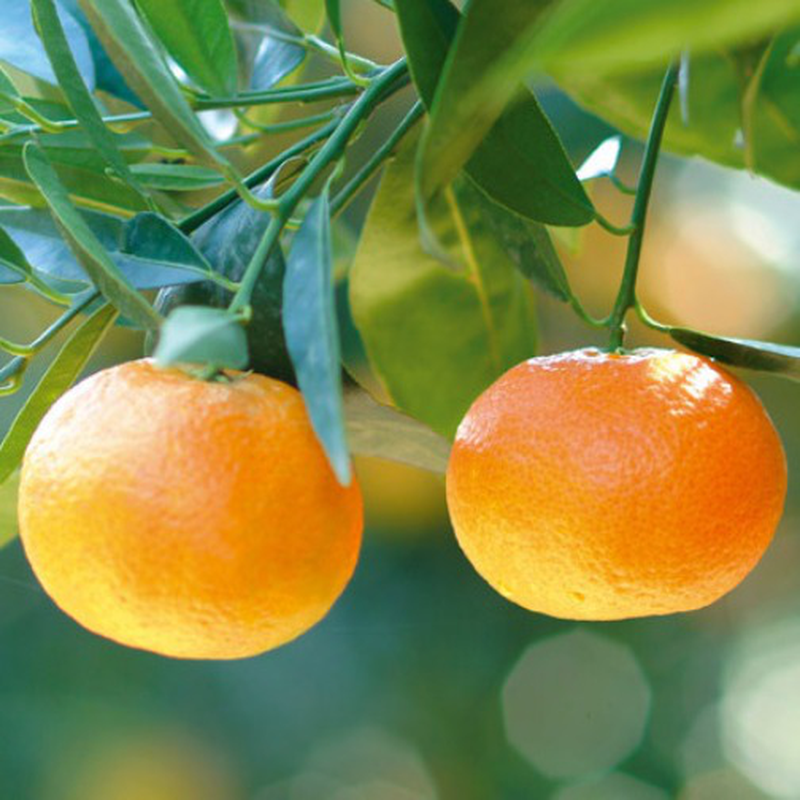 Mandarinka Clementina - Citrus Clementino - výška 60-80cm