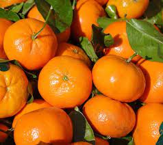 Mandarinka - Citrus Mandarino - výška 130-150cm