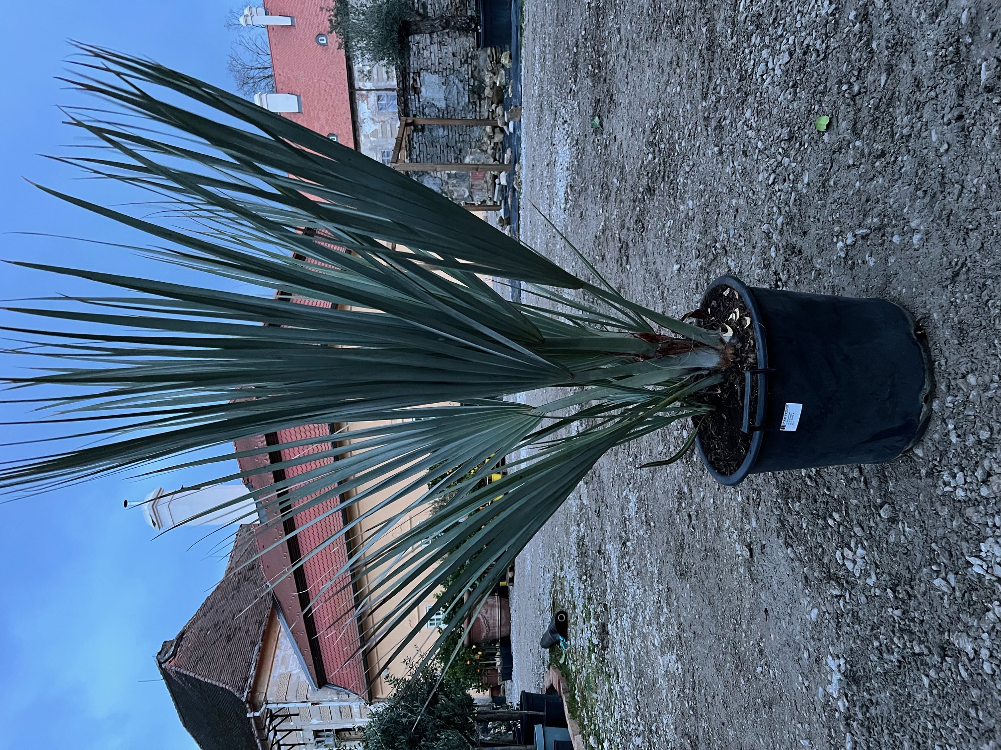 Nannorrhops ritchiana, do -23 °C, výška 100cm