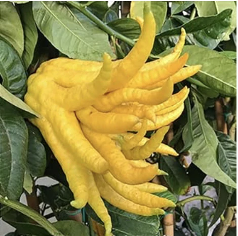 Citrus Budhova ruka - Mano di Budha 150-180cm