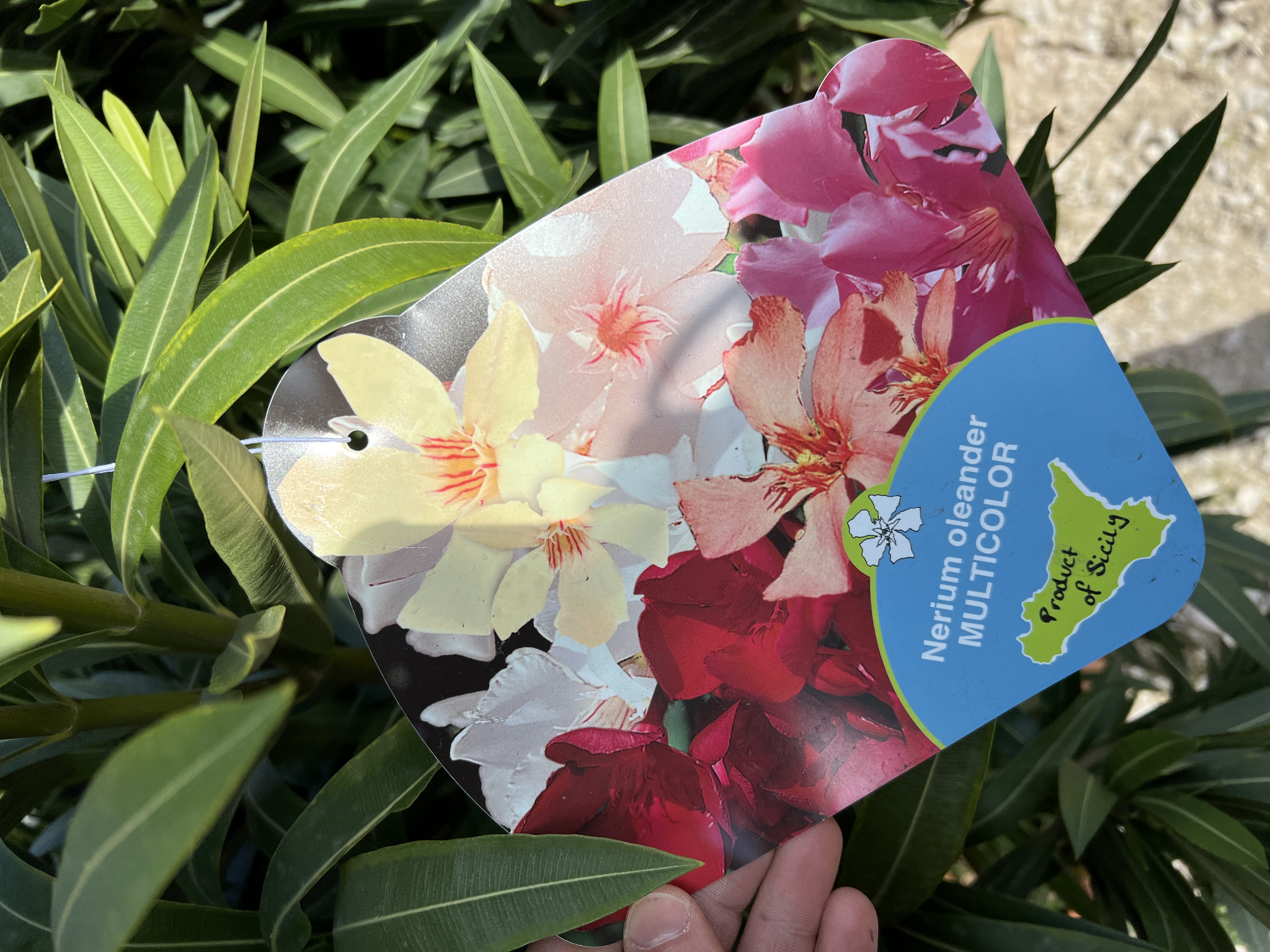 Nerium Oleander různé barvy - výška 100-120 CM s květináčem