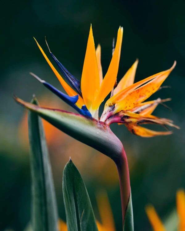 Strelície augusta 200cm s květináčem