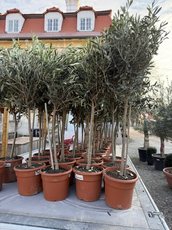 Olea Europaea - olivovník 190-210cm