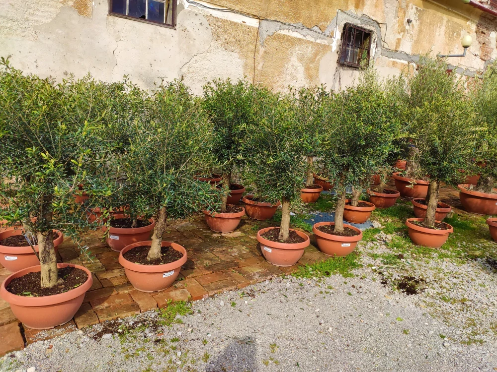 Jarní akce - Olea europaea Bonsai deco, výška 140-160cm, květináč 42L