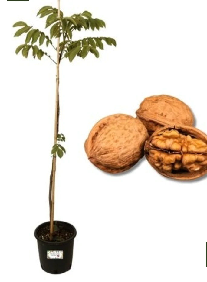 Ořech pekanový - Noce Pecan, výška cirku 170cm s květináčem
