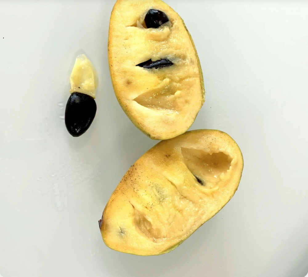 Asimina triloba - výška rostliny s květináčem 100cm