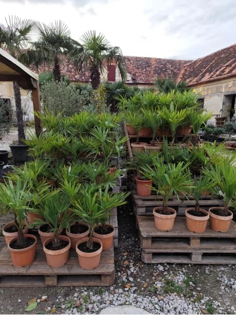 Trachycarpus fortunei, kmen 10-15cm, celková výška 60-80cm s květináčem