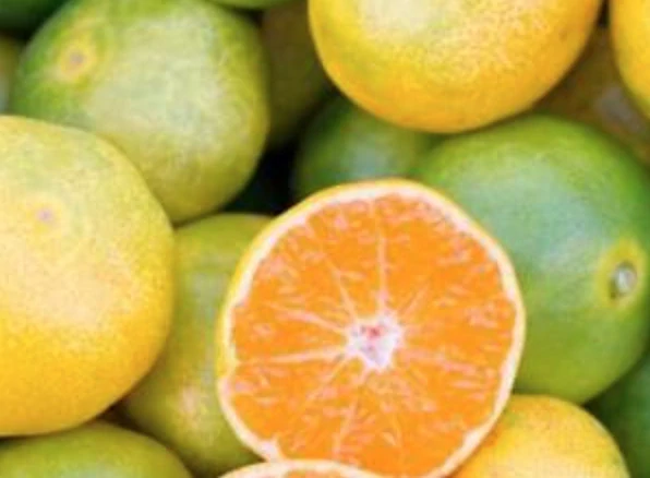 Japonská Mandarínka Satsuma Miyagawa - výška 60-80cm