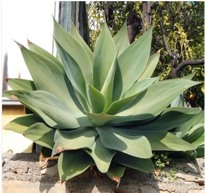 Agave attenuata - výška s květináčem 110 - 120 cm