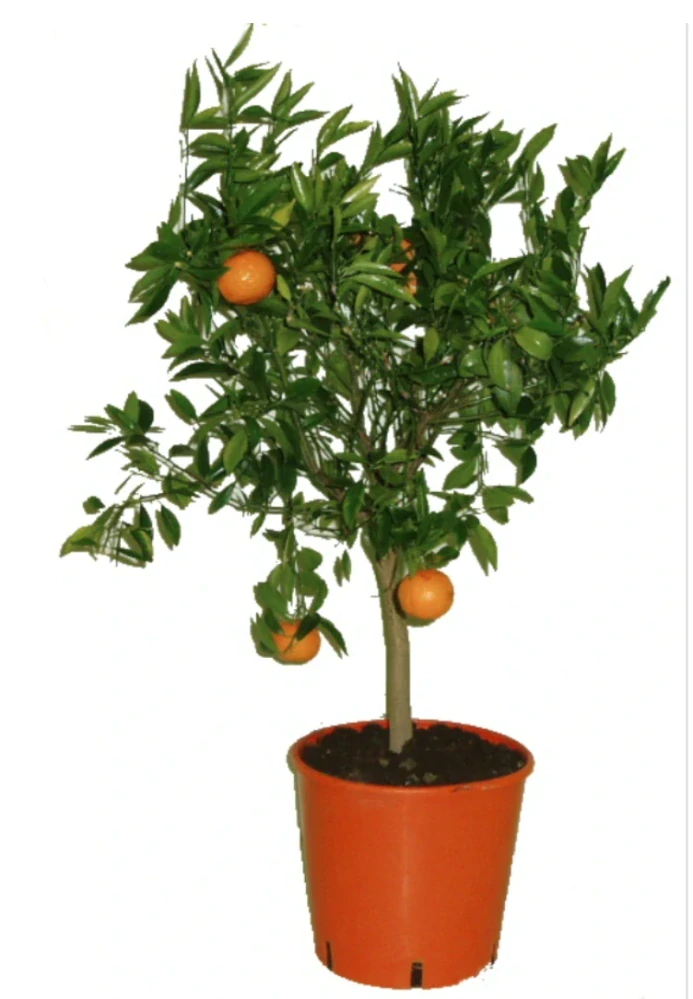 Mandarinka Clementina - Citrus Clementino - výška 60-80cm