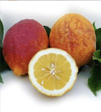 Citrus Limone Rosso veľký starší strom (červený citrus) - výška 170-190 cm s kvetináčem
