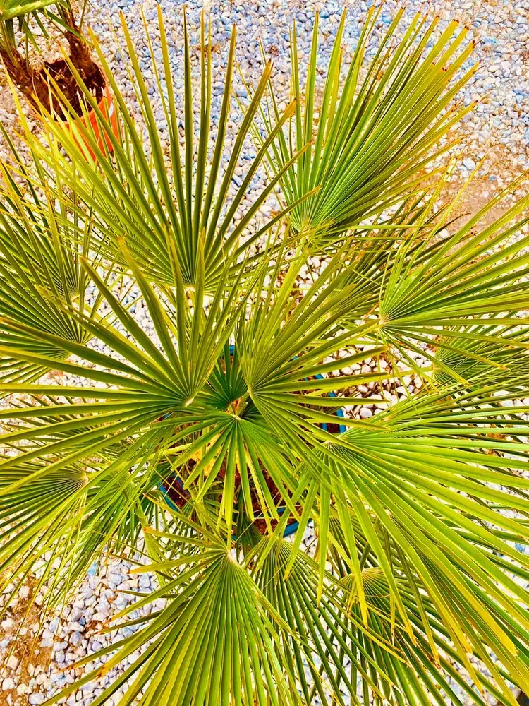 Chamaerops Humilis 150cm, -14°C