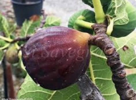 Fíkovník Ficus carica - odrůda Portugal - 160-170cm, -12°C