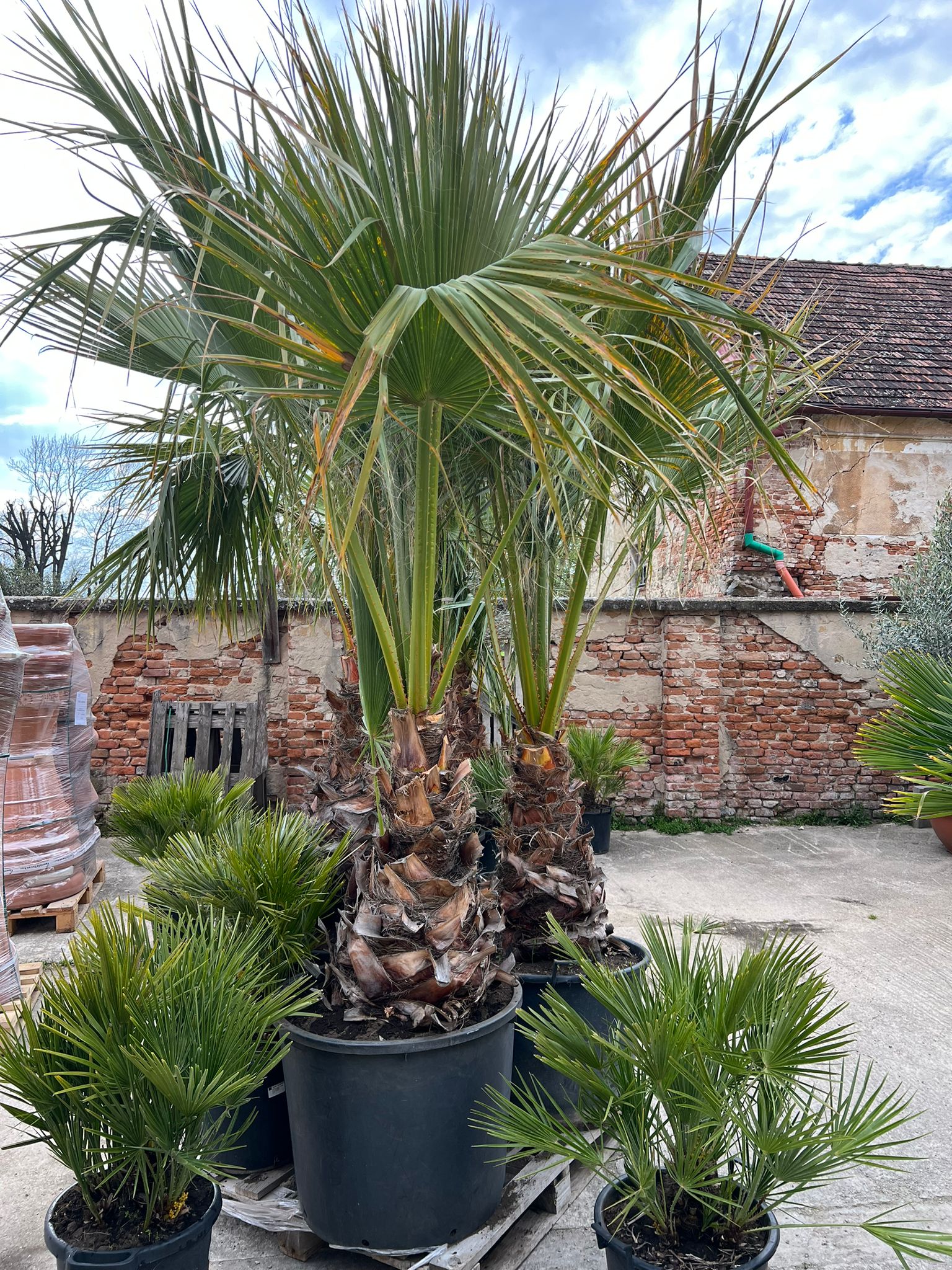 Washingtonia robusta 230-240cm ( -10°C)