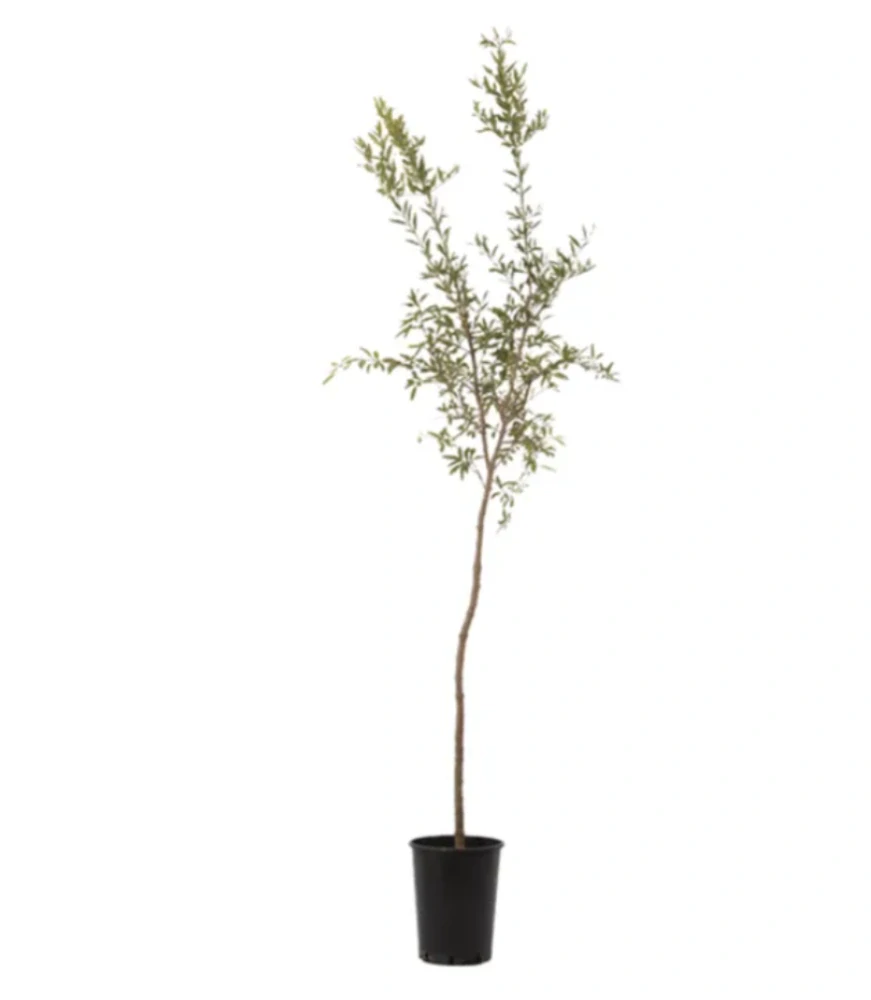 Granátovník (Granátové jablko) výška cca 140cm s květináčem VÍCE ODRŮD NA VÝBĚR
