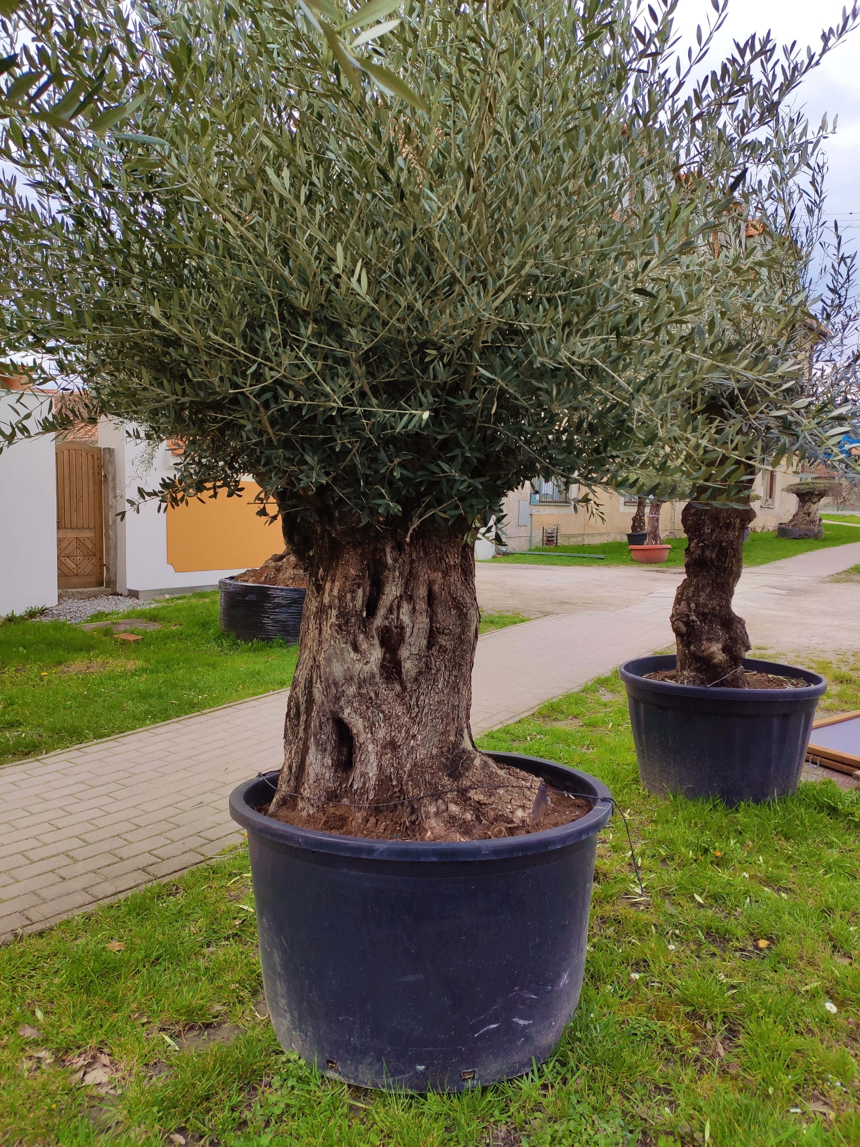 Olivovník Olea europaea Bonsai 220cm, 285L