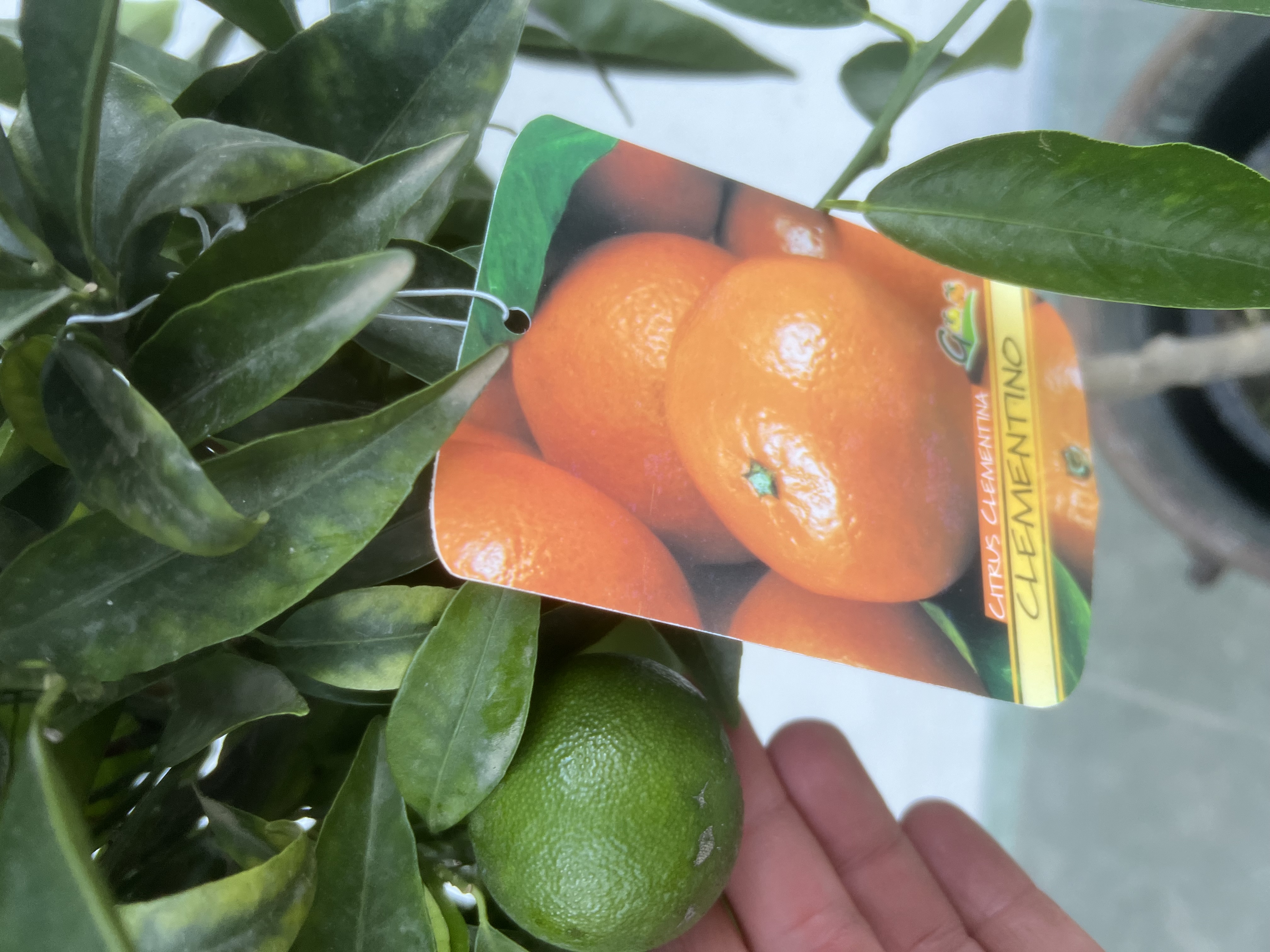 Mandarinka Clementina - Citrus Clementino na kmeni - výška s květ. 110-120cm